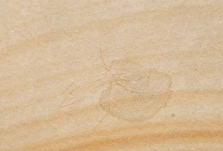Krebslarve Phalangites aus Solnhofen in Detailansicht.
