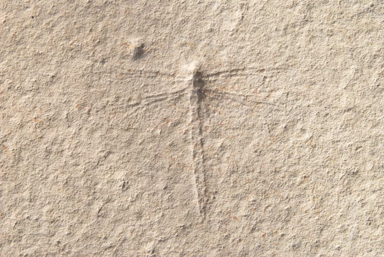 Solnhofen Dragonfly