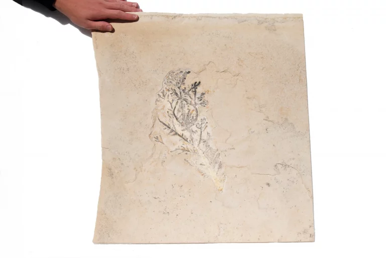 Nadelholz Palaeocyparis aus Solnhofen in gesamtansicht.