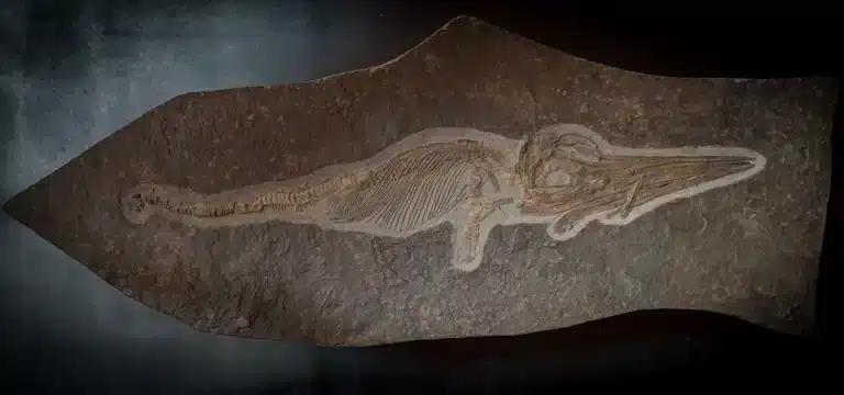 Holzmaden Ichthyosaurus